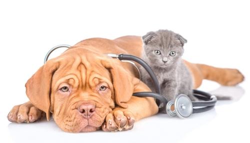 farmacia paola vada veterinaria foto